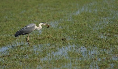 héron attrape une écrevisse à pattes rouges marais région Languedoc Roussillon