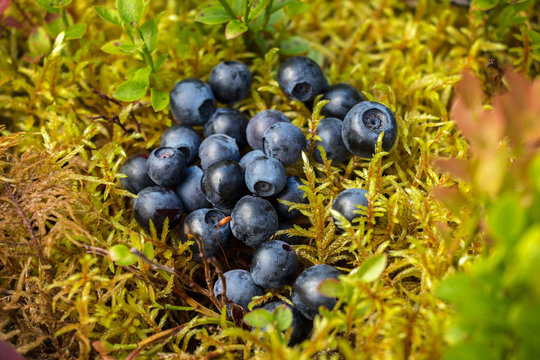 Delicious ripe blueberries lying on a yellow-green soft moss in a pine forest on a Sunny blueberry meadow.