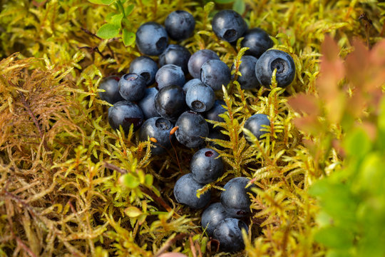 Delicious ripe blueberries lying on a yellow-green soft moss in a pine forest on a Sunny blueberry meadow.
