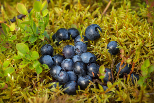 Delicious ripe blueberries lying on a yellow-green soft moss in a pine forest on a Sunny blueberry meadow