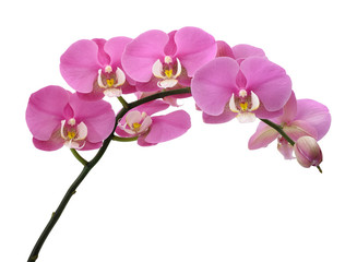 Naklejka na ściany i meble Pink Orchids plant