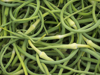 Garlic Scapes: A bunch of freshly picked Garlic Scapes in New York's Union Square farmers market