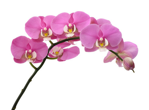 Pink Orchids plant