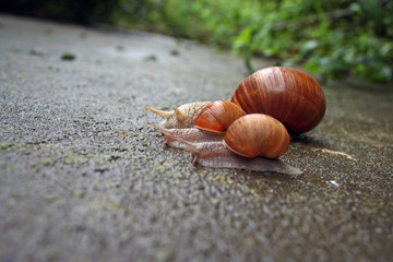 Three snails on the road