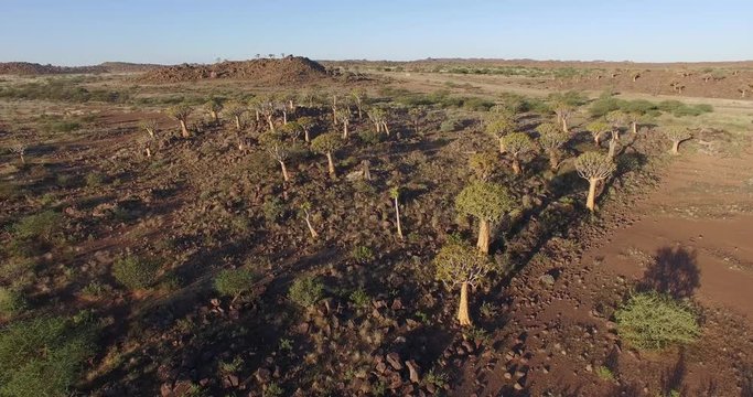 4K aerial view of quiver tree/kokerboom forest in Namibia