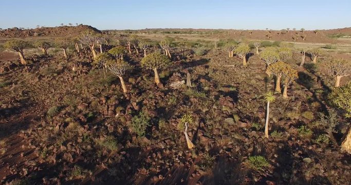 4K aerial view of quiver tree/kokerboom forest in Namibia