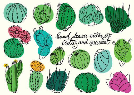 Colorful hand drawn succulents and cactus vector set