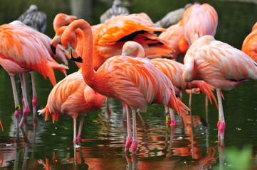 flamingos