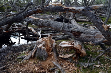 Tree trunks damaged by beavers.