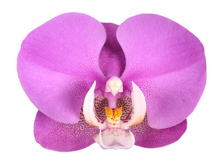 Orchid