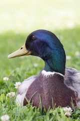 Duck close up image.