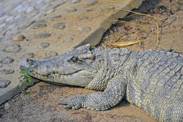 The crocodile