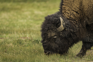Closeup face of Bison during eating grass at Yellowstone