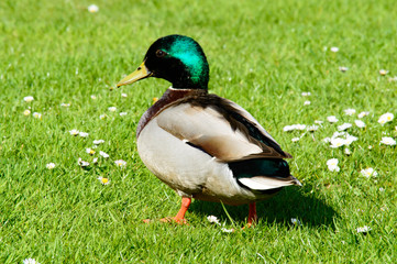 Single male mallard duck walking in grass