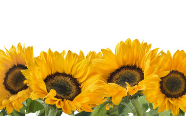 Horizontal sunflower line isolated on white background as package design element