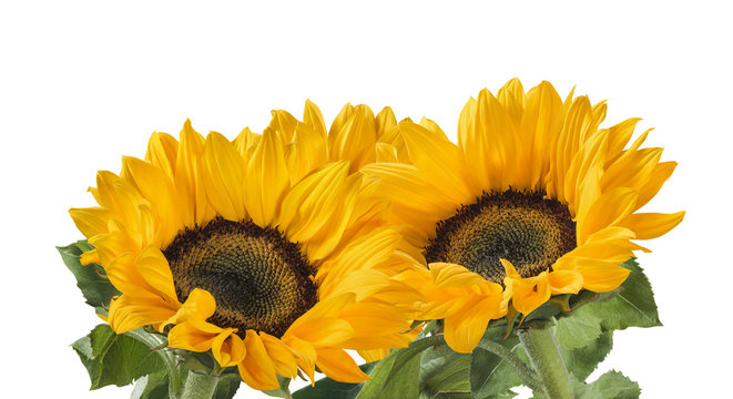 Lovely sunflower group plant isolated on white background as package design element
