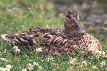 Mallard