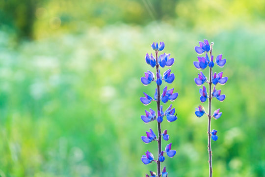 Violet lupine flowers