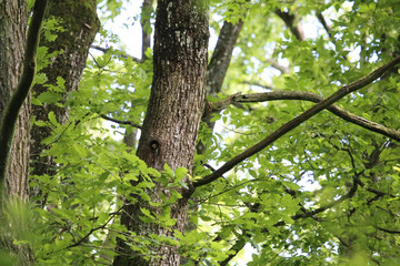 petit étourneau dans l'arbre attendant le nourrissage
