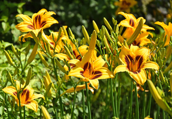 Yellow lily flowers in the garden
