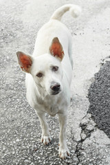 Obraz premium Dog is breed native in Thailand