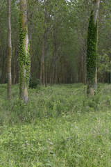 Obraz premium Forests in France