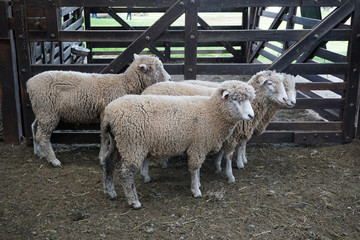 Fototapeta premium White sheep in fence