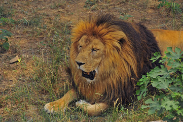 Obraz na płótnie Canvas The lion