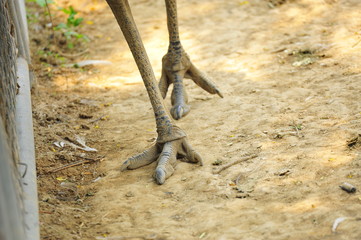 An ostrich's claws