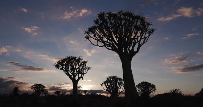 4K panning shot of quiver trees/kokerboom in silhouette against the dawn sky