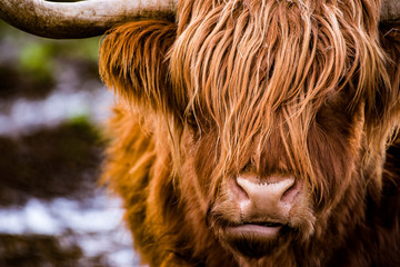 Scottish Highland cattle typically found on the Isle of Mull.