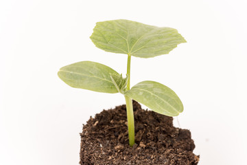 Cucumber baby plant in soil with roots over white
