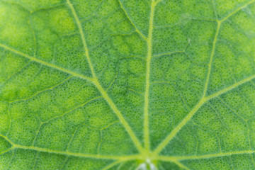 Green leaf macro abstract background