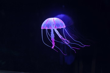 jellyfish © pdm