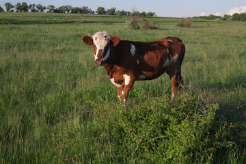 Fototapeta na wymiar Cow on green grass and blue sky with light.