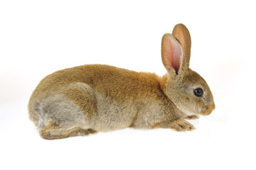 The rabbit in a white background