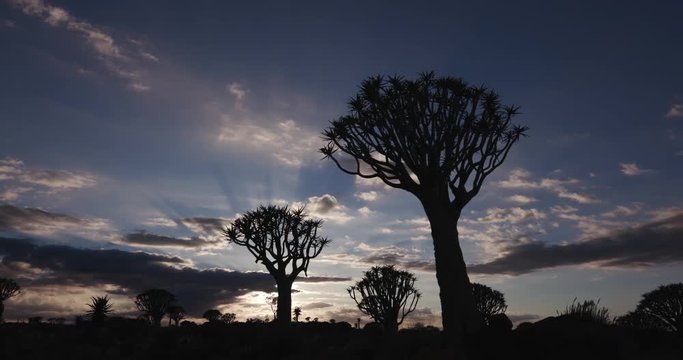4K panning shot of quiver trees/kokerboom in silhouette against the dawn sky