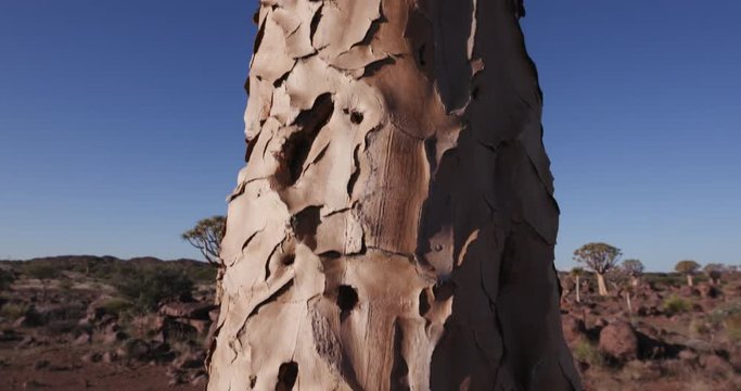 4K moving close-up shot of a quiver tree/kokerboom