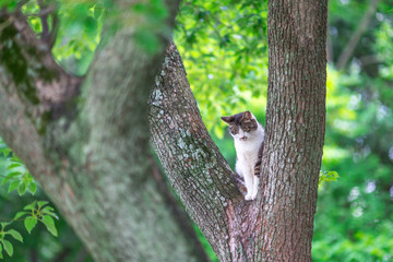 樹木の上ののらねこ