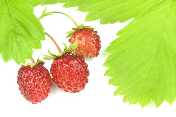 Wild strawberries with leaves on white background