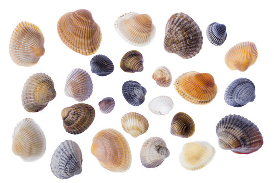 Set of diverse clam shells isolated on a white background.
