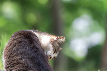 ６月ののらねこ