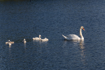 swans on the water