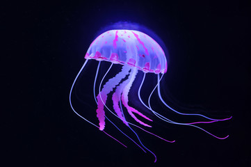 jellyfish