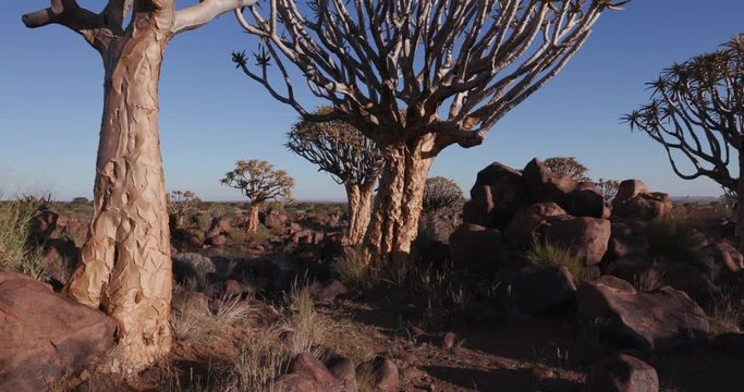4K moving shot of quiver tree/kokerboom forest