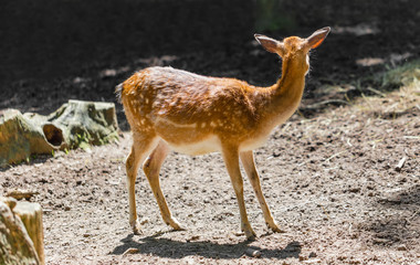 Naklejka na ściany i meble young roe deer standing