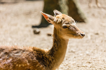 Fototapeta premium young roe deer