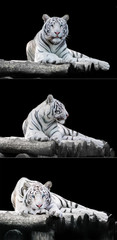 White the Bengal tiger