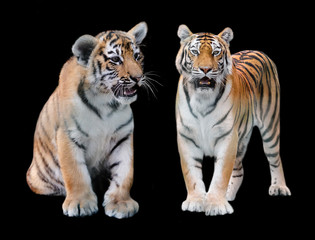 two Amur of tiger