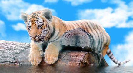 small tiger on a log swims